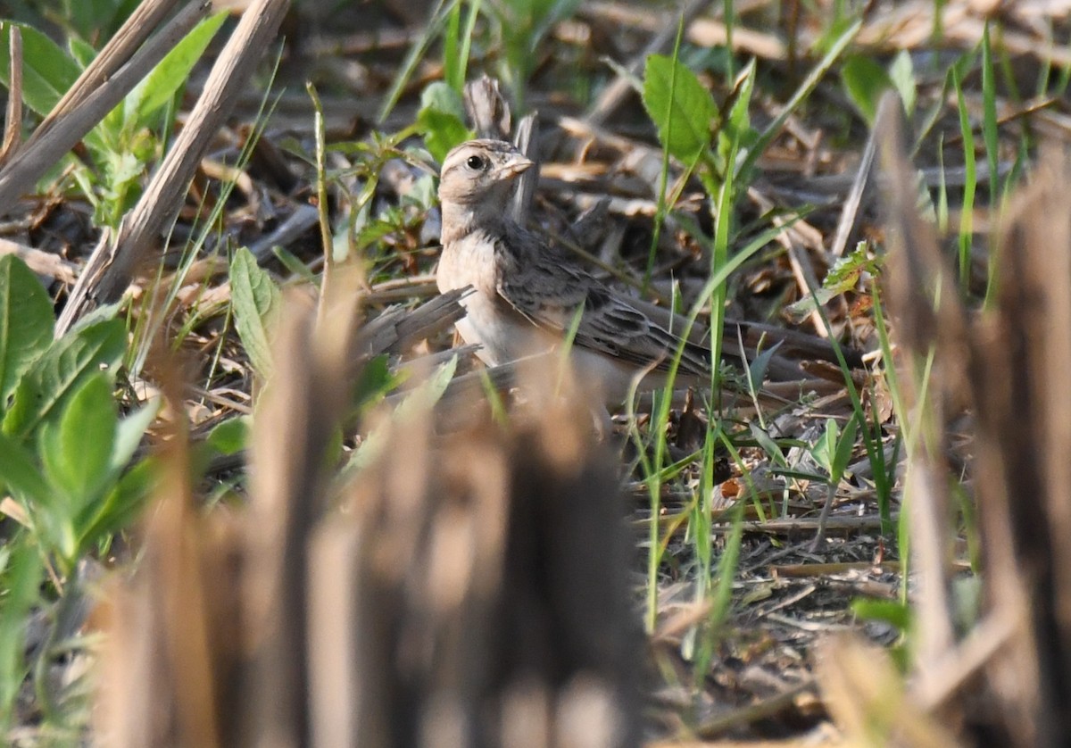 Mongolian Short-toed Lark - ML645935210