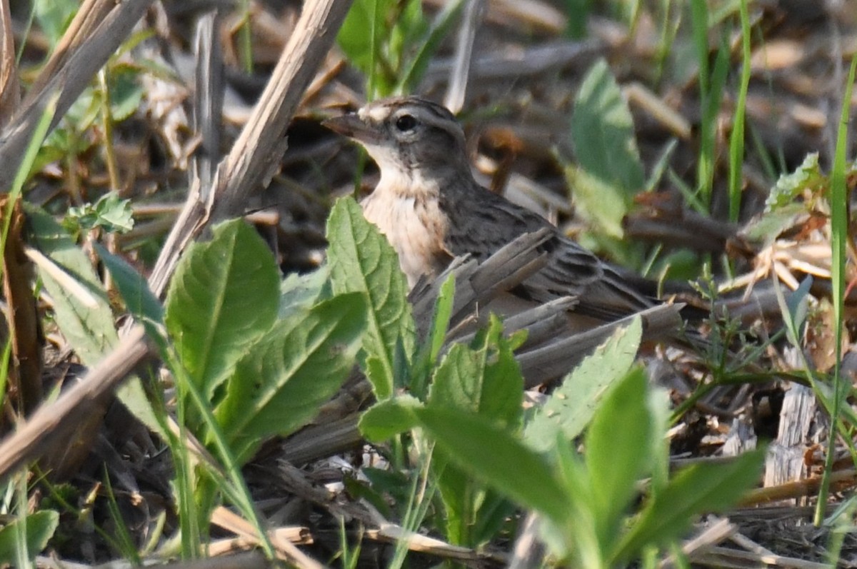 Mongolian Short-toed Lark - ML645935211
