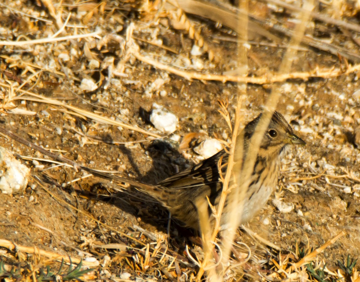 Lincoln's Sparrow - ML645935214