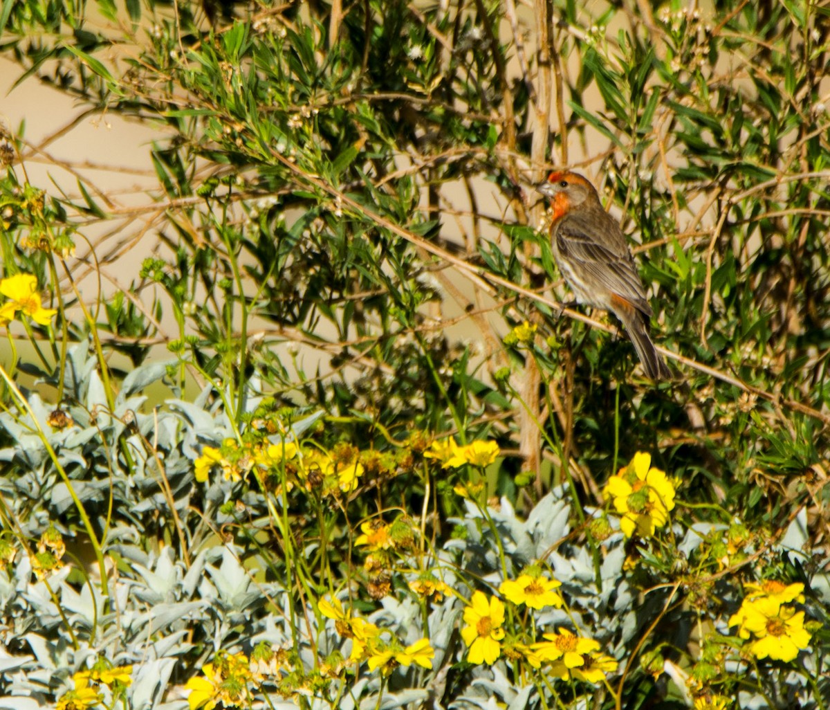 House Finch - ML645935216