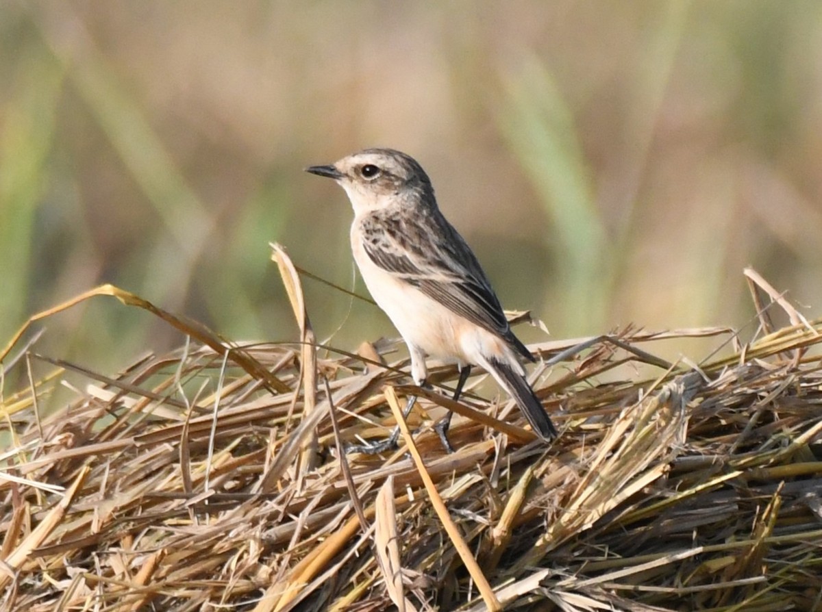 Siberian Stonechat - ML645935217