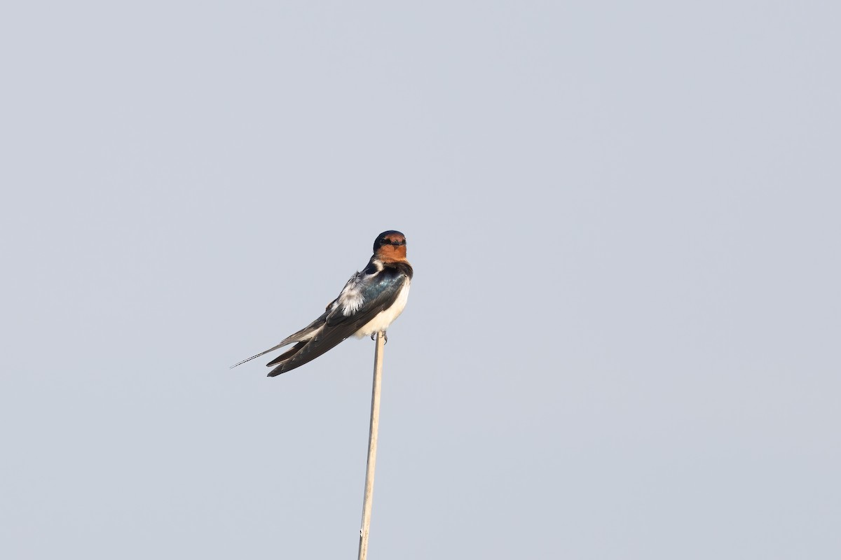 Barn Swallow - ML645935218