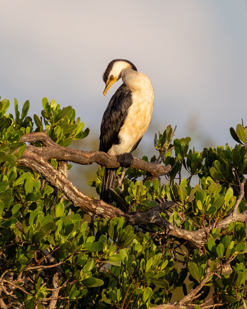 Little Pied Cormorant - ML645935219