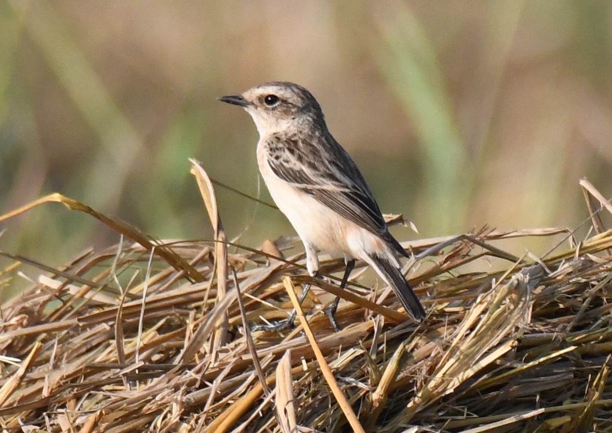 Siberian Stonechat - ML645935220