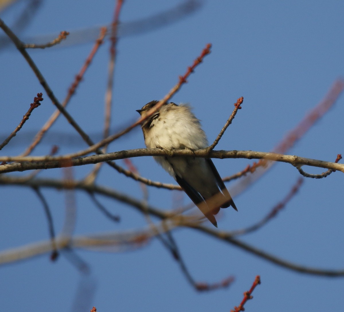 Northern Rough-winged Swallow - ML645935221