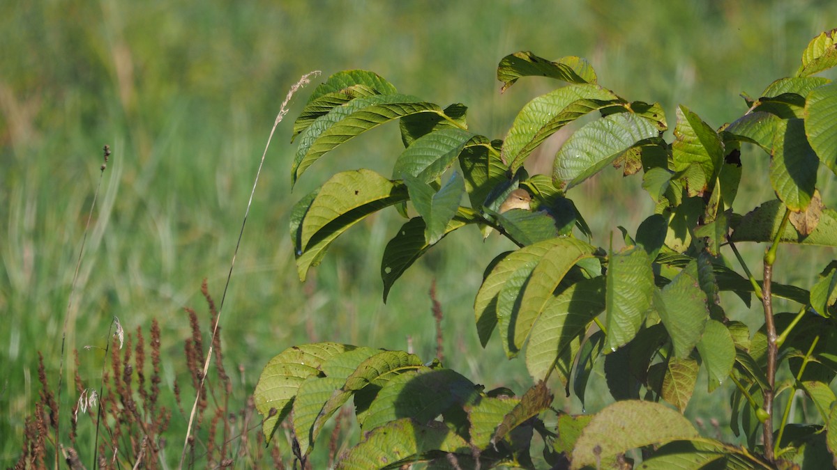 Common Chiffchaff - ML645935222