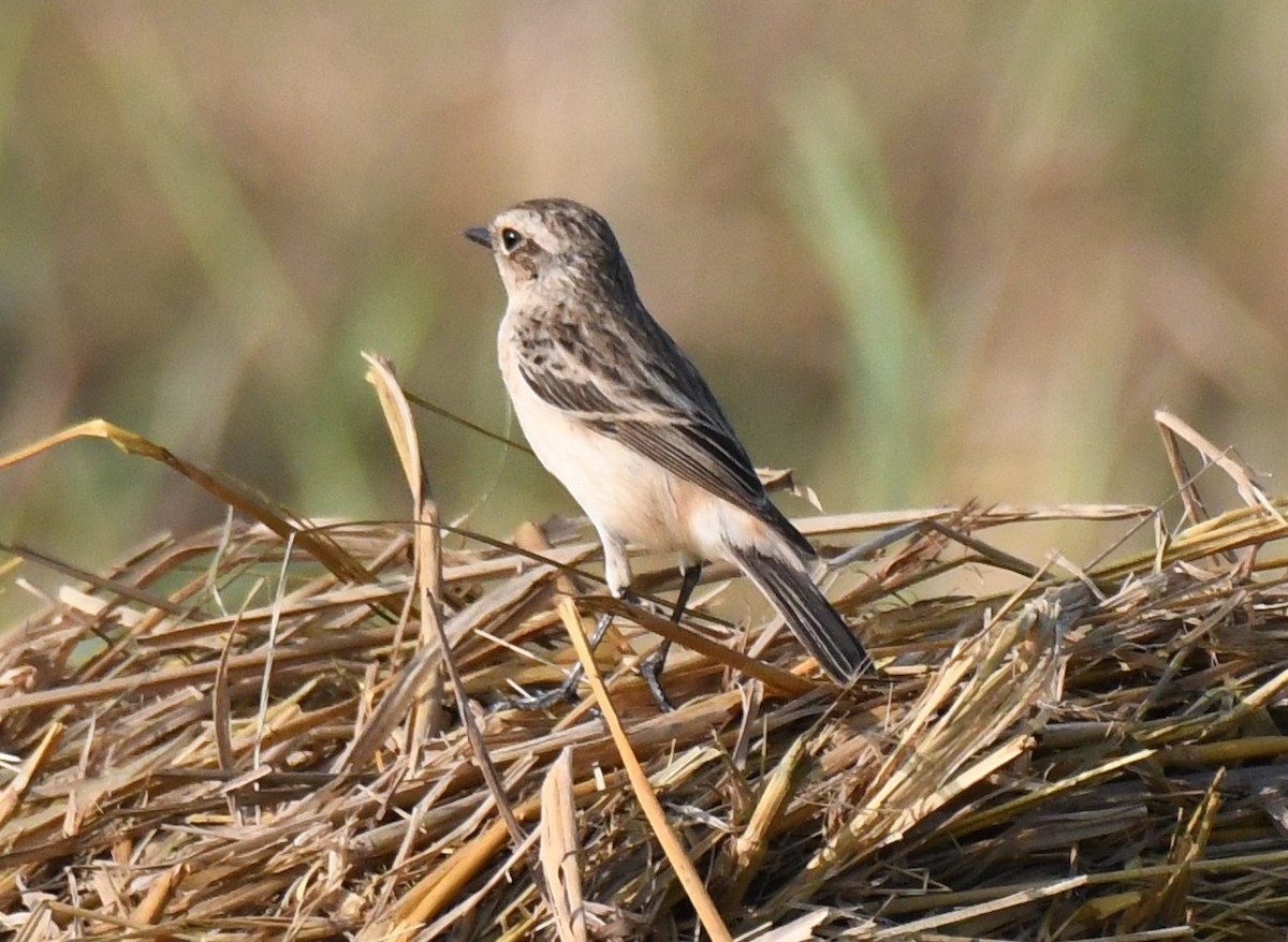Siberian Stonechat - ML645935223