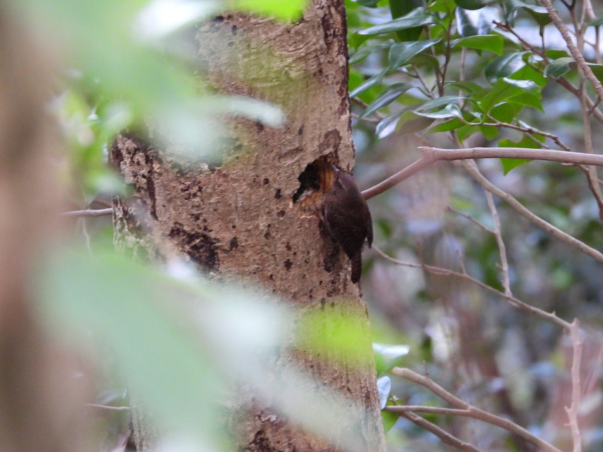 Eurasian Wren - ML645935224