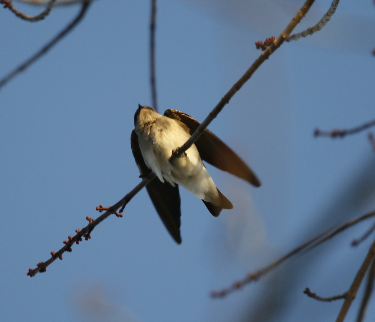 Northern Rough-winged Swallow - ML645935225