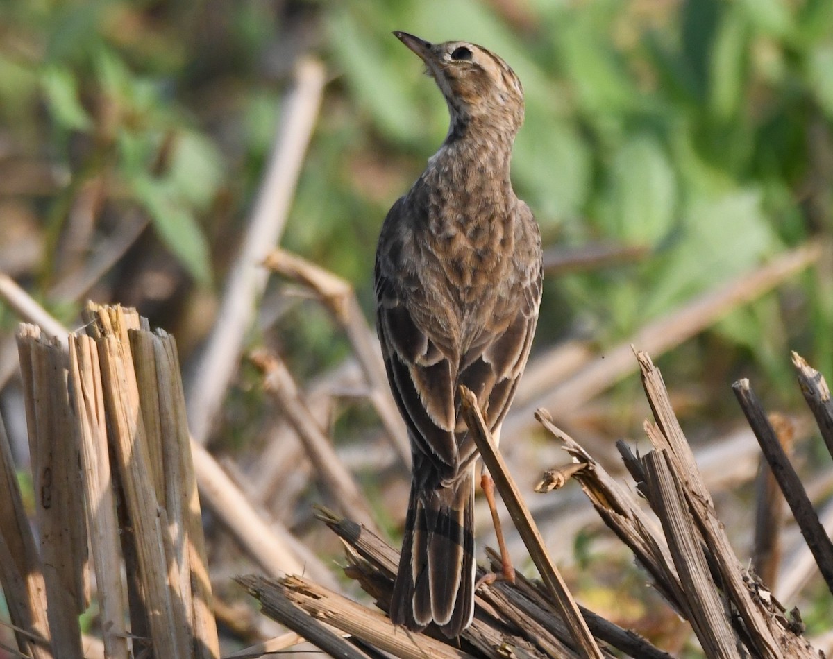Paddyfield Pipit - ML645935226