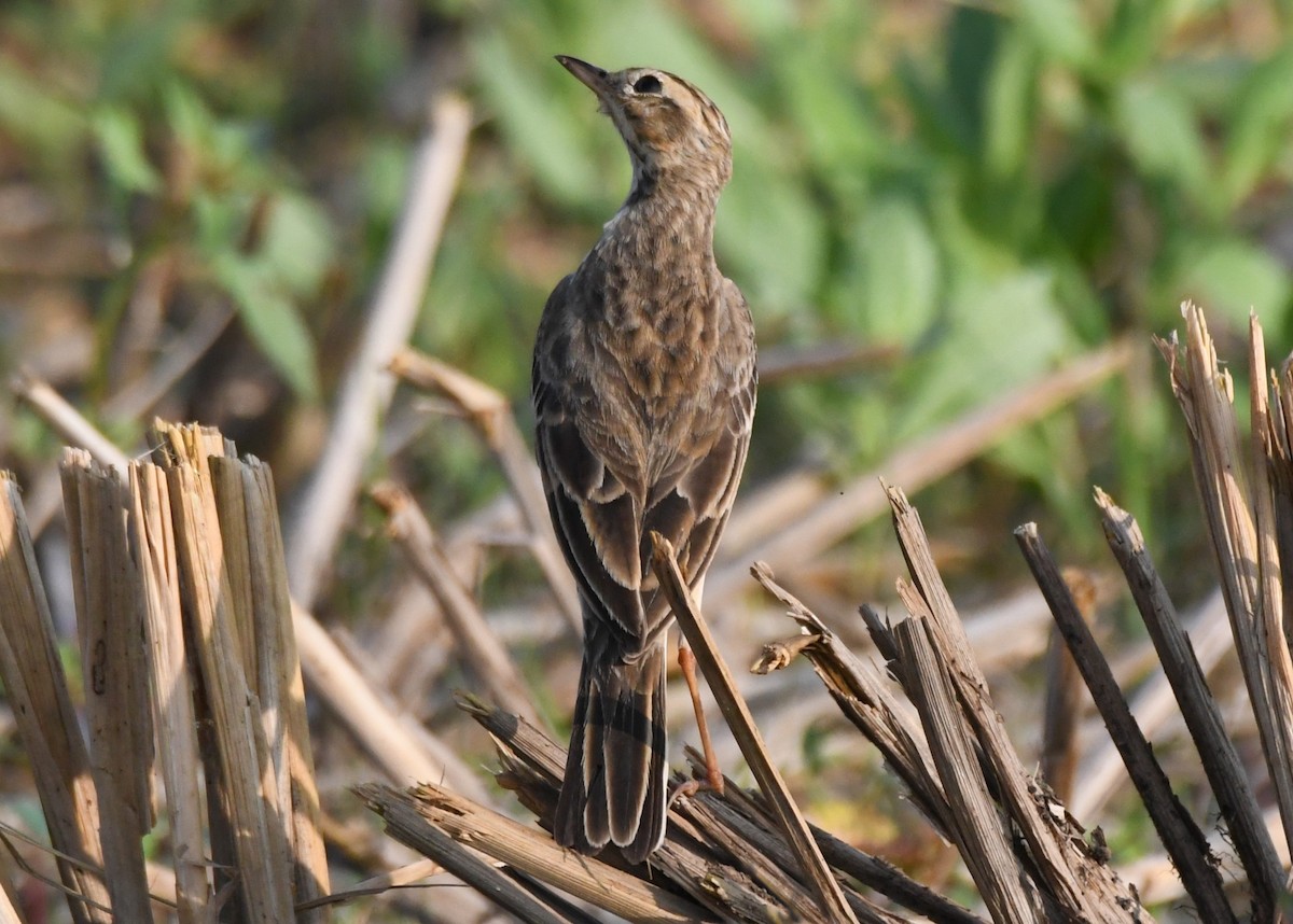 Paddyfield Pipit - ML645935227