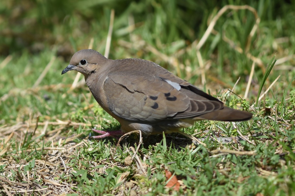 Eared Dove - ML645935228