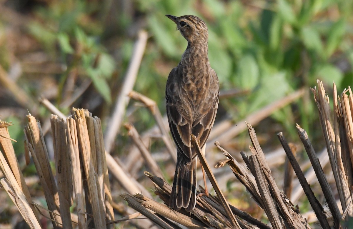 Paddyfield Pipit - ML645935229