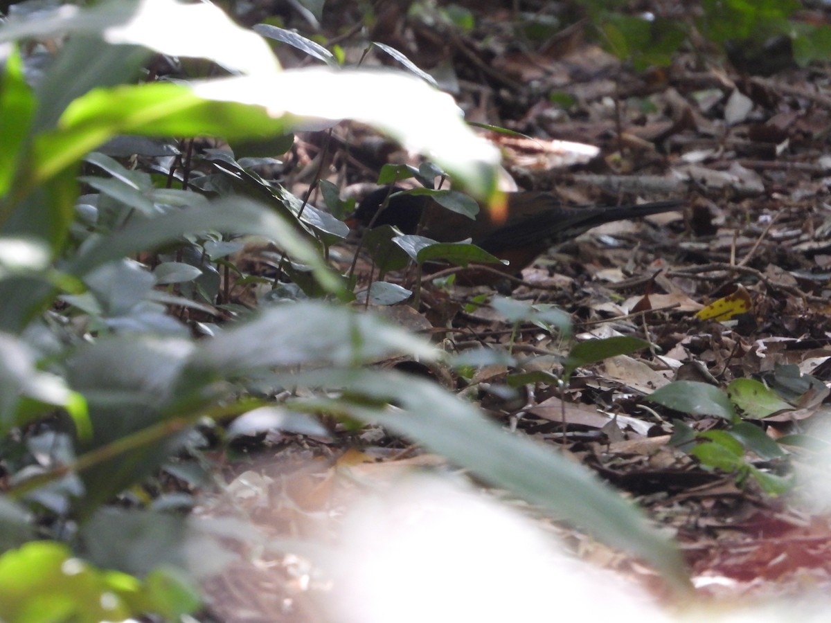 Izu Thrush - ML645935230