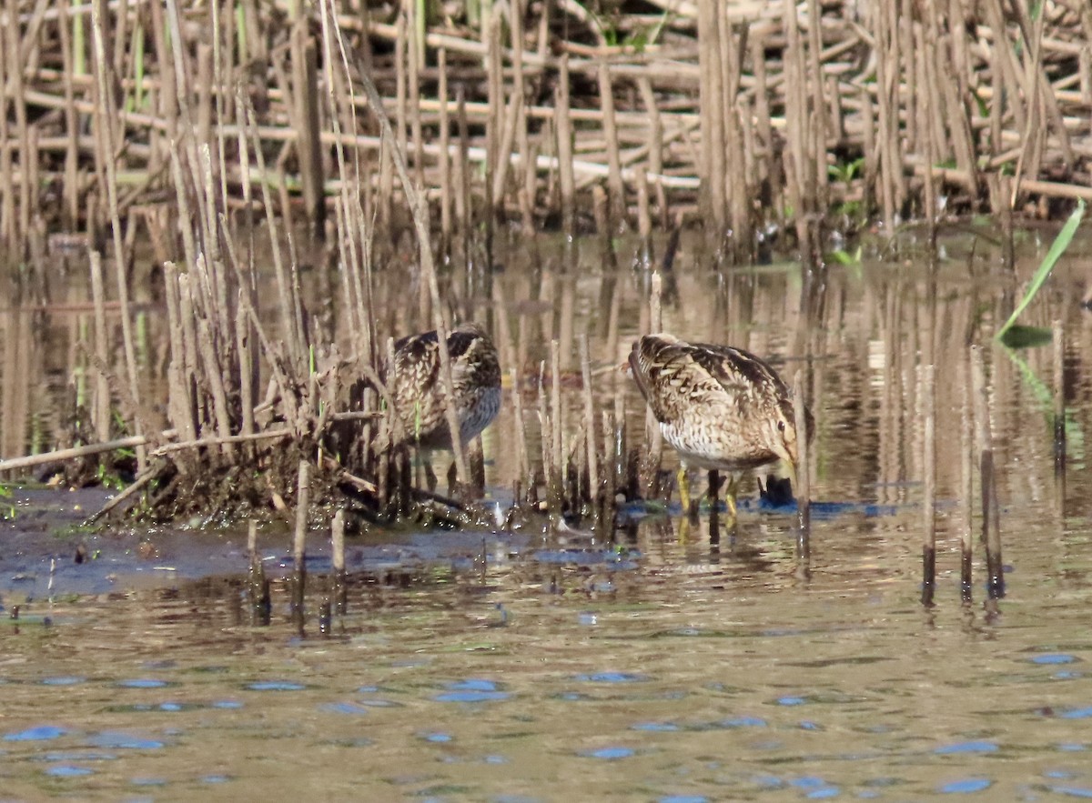Latham's Snipe - ML645935231