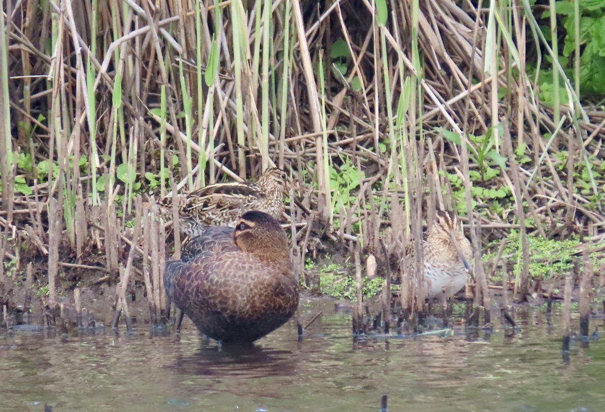 Latham's Snipe - ML645935233