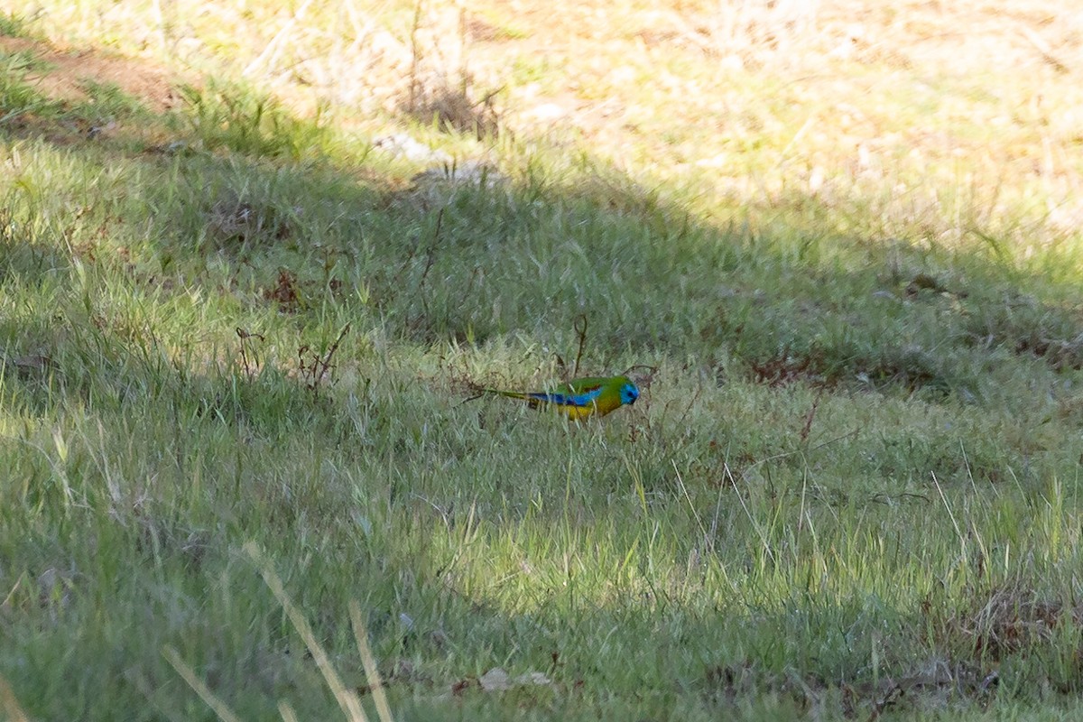 Turquoise Parrot - ML645935235