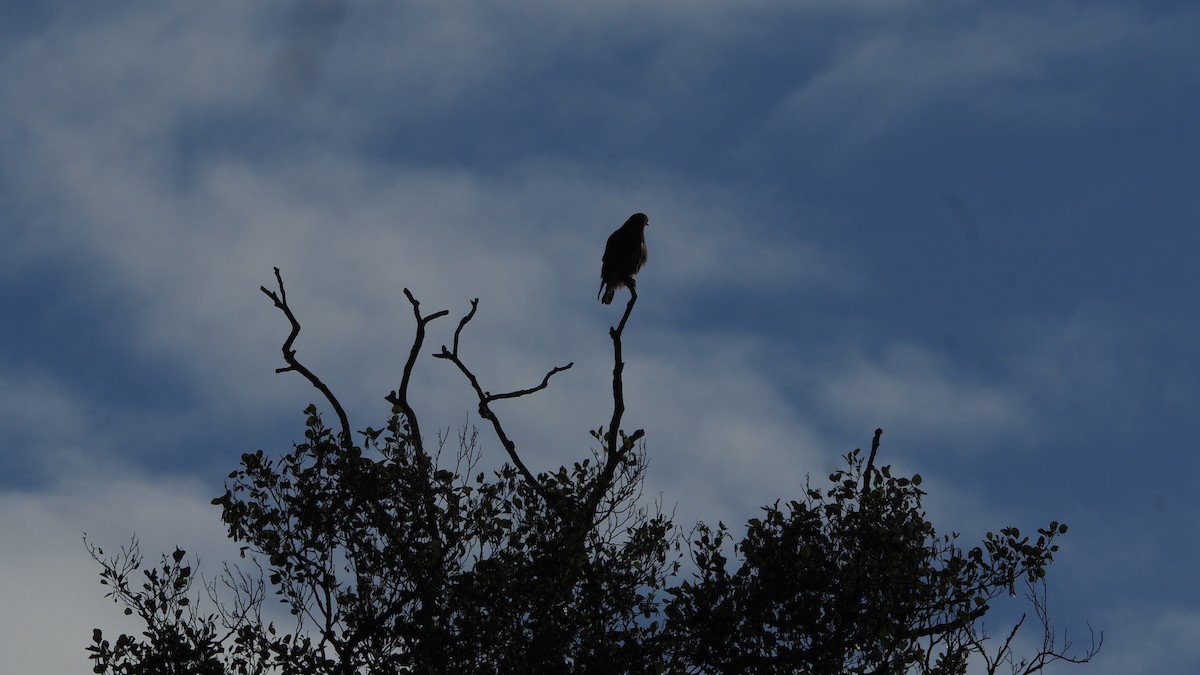 Common Buzzard - ML645935238