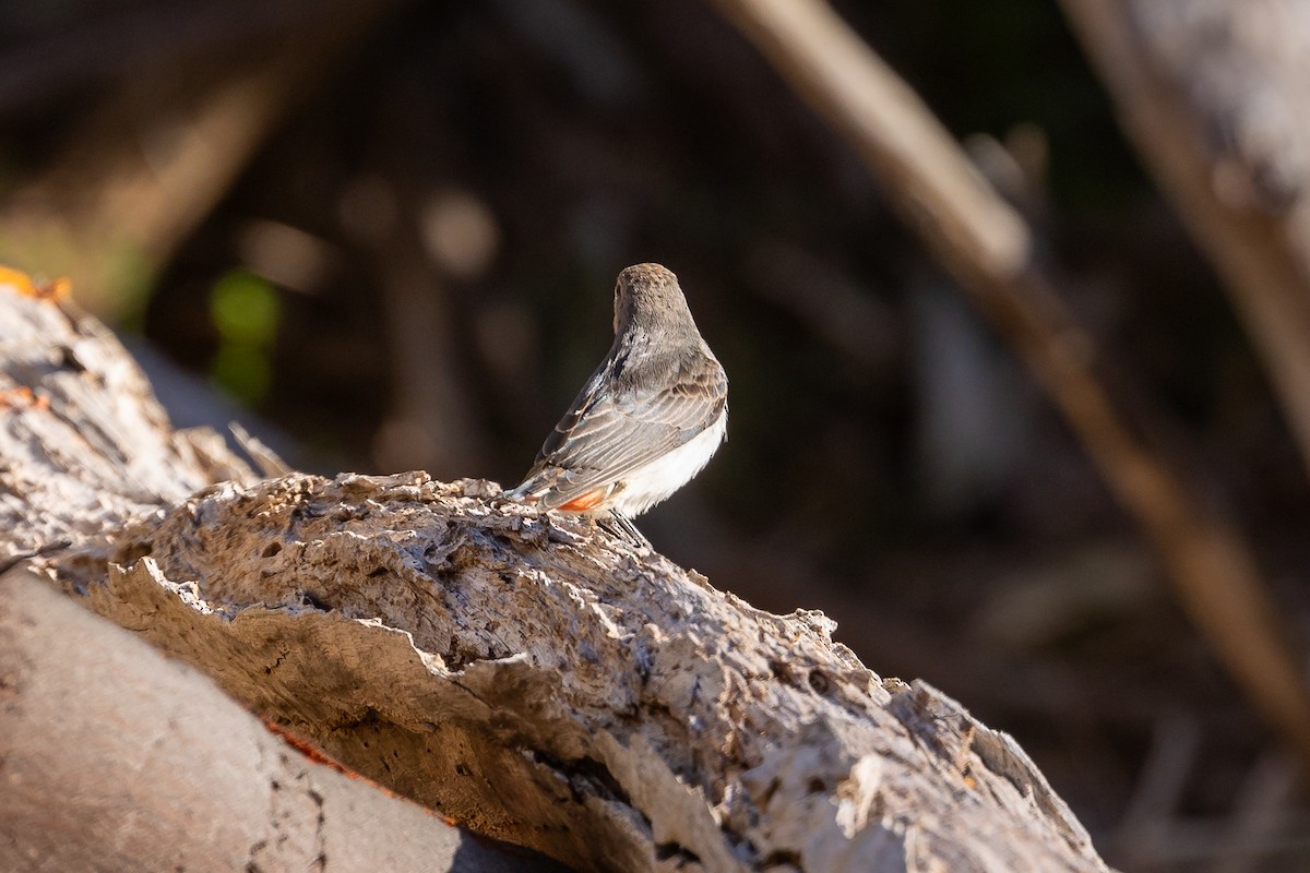 ヤドリギハナドリ - ML645935245