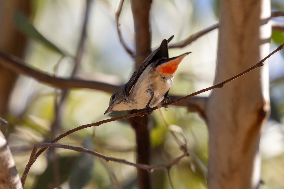 ヤドリギハナドリ - ML645935246