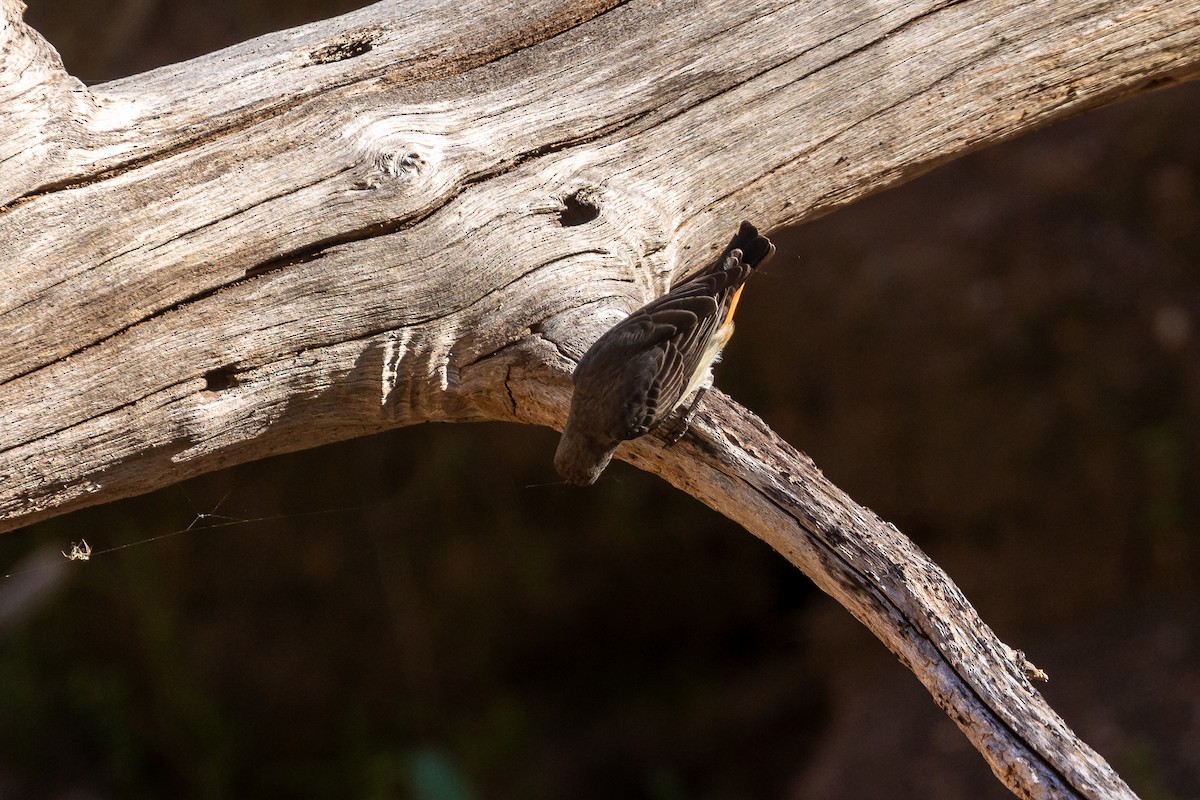 ヤドリギハナドリ - ML645935247