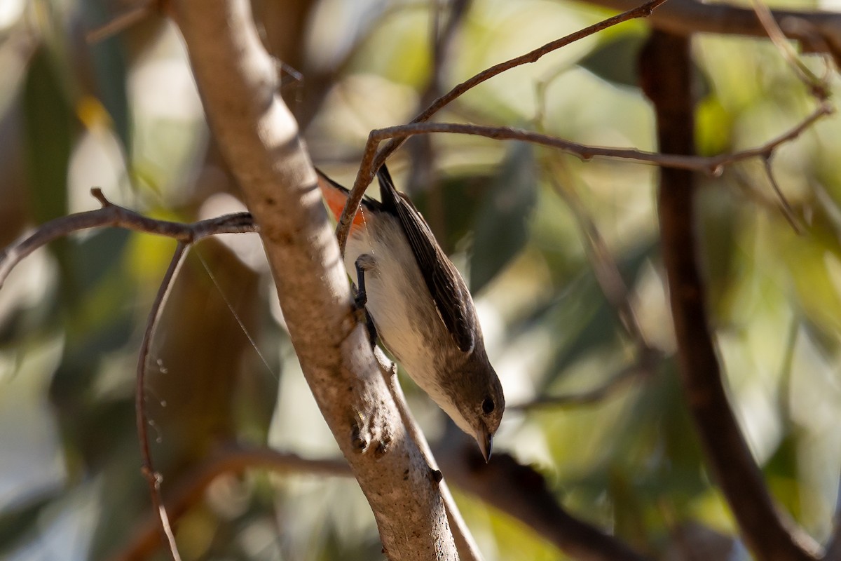 ヤドリギハナドリ - ML645935248