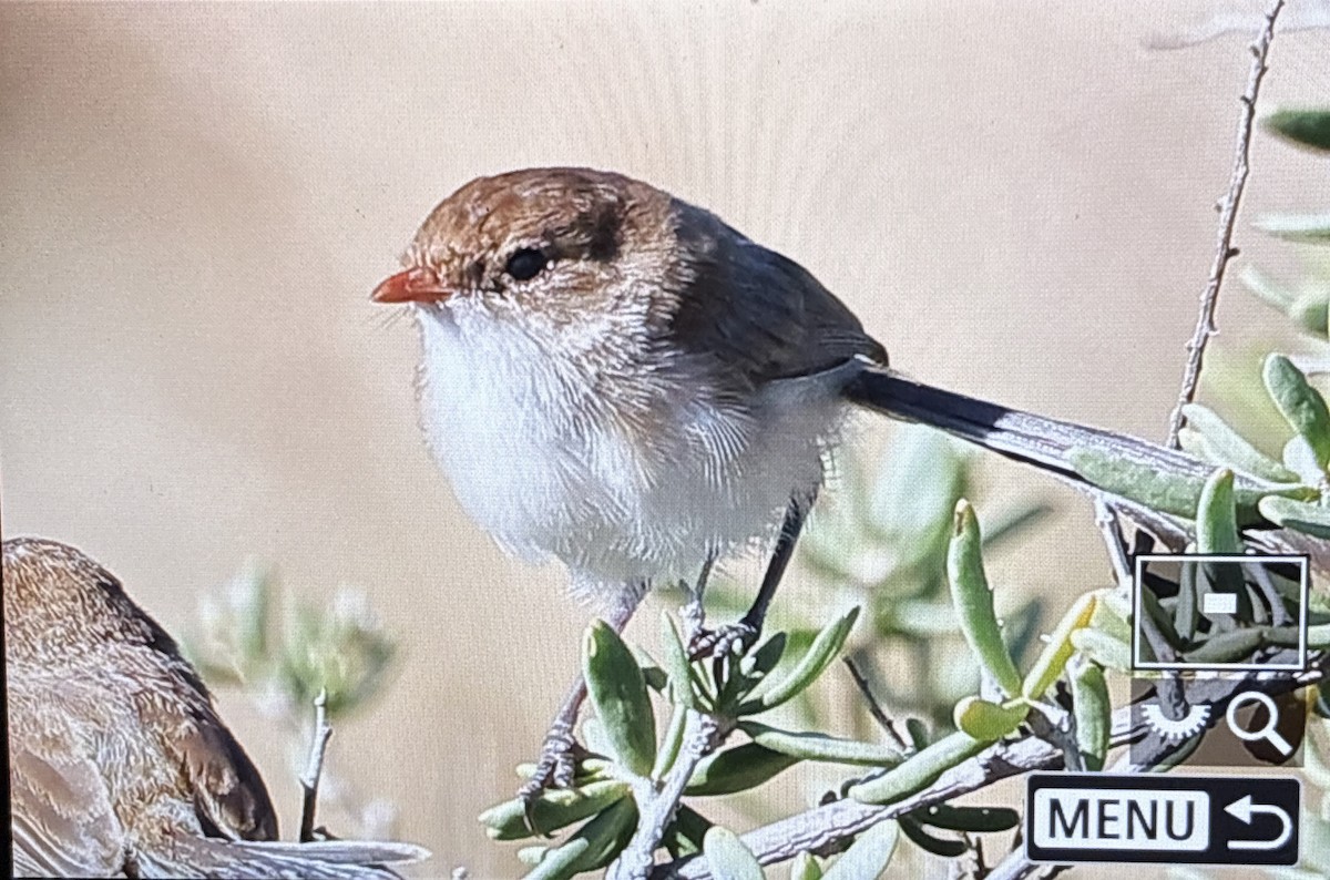 White-winged Fairywren - ML645935250