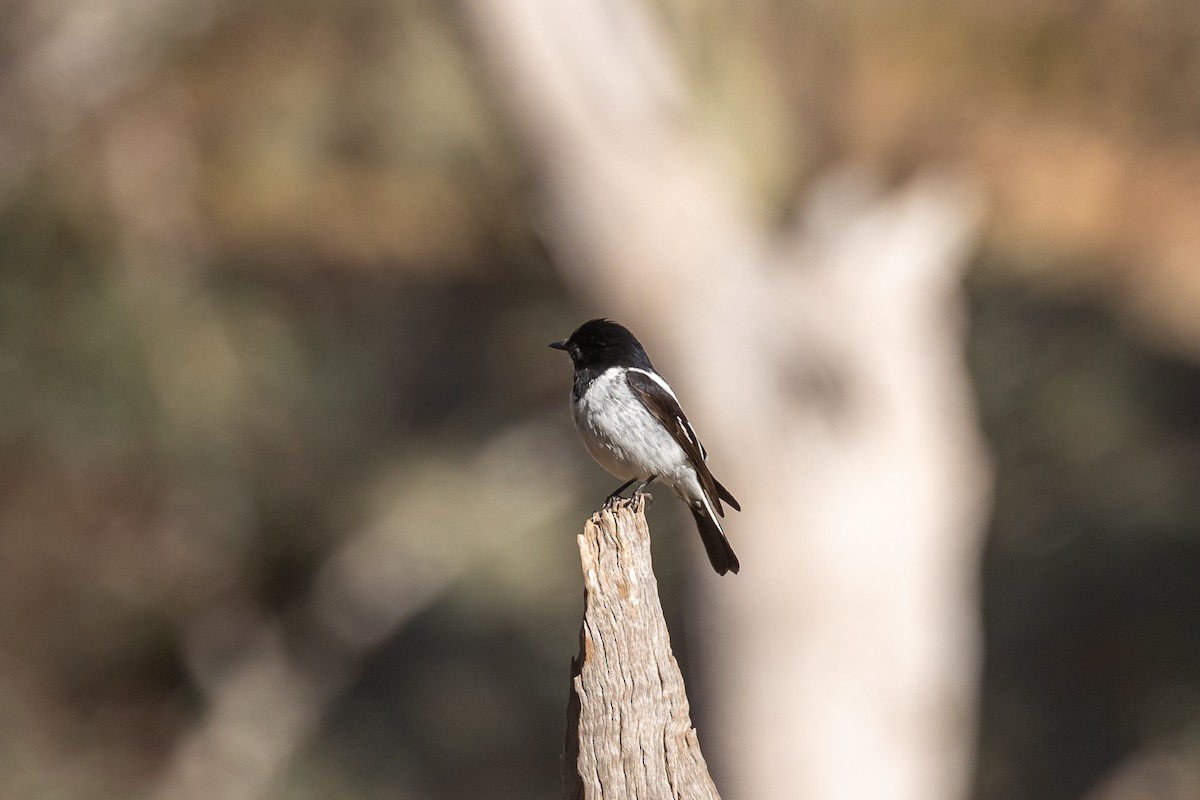 Hooded Robin - ML645935251