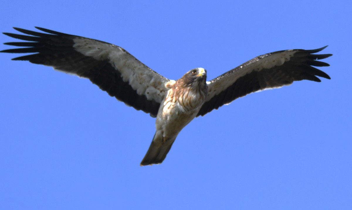Booted Eagle - ML645935252