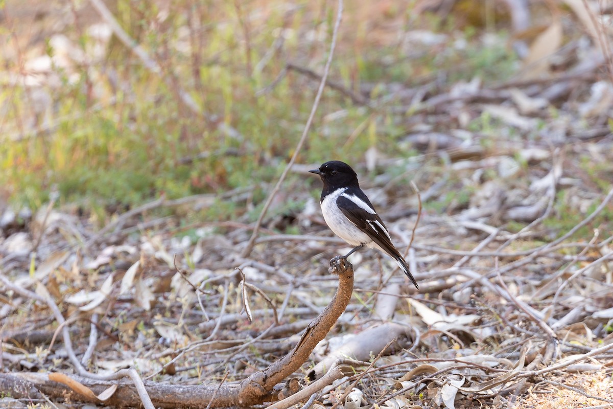 Hooded Robin - ML645935253