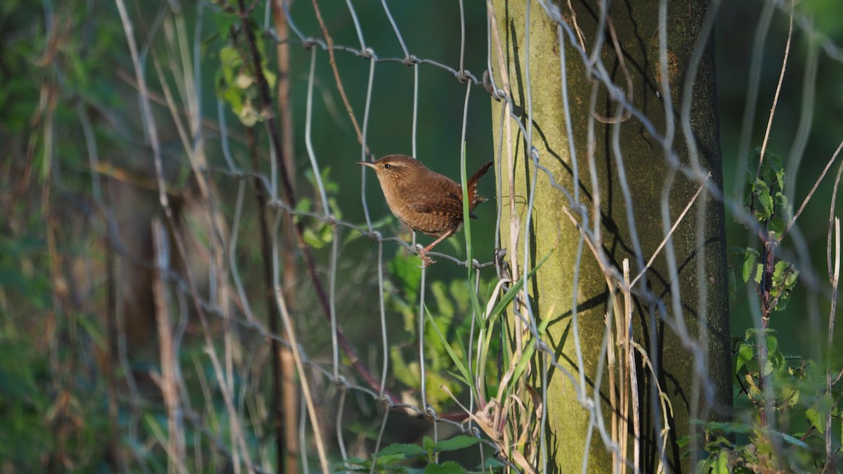 Eurasian Wren - ML645935254