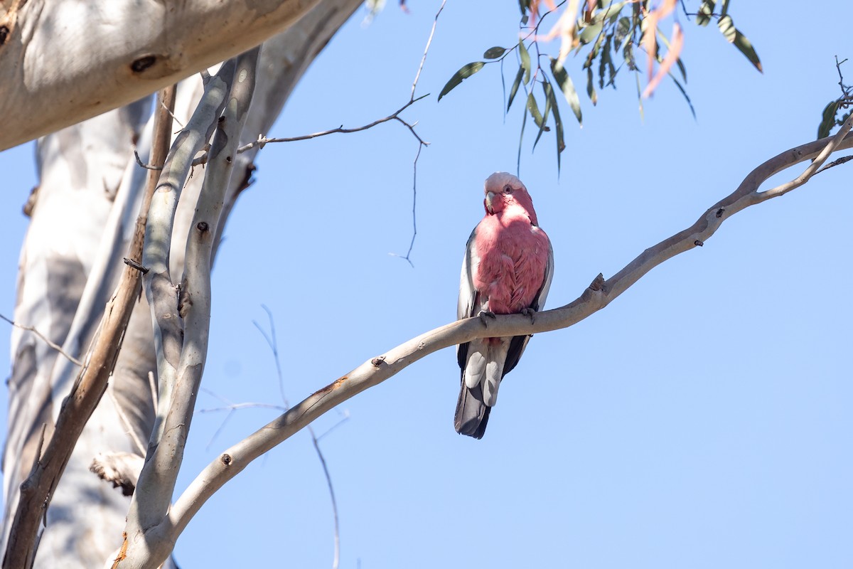 Galah - ML645935255