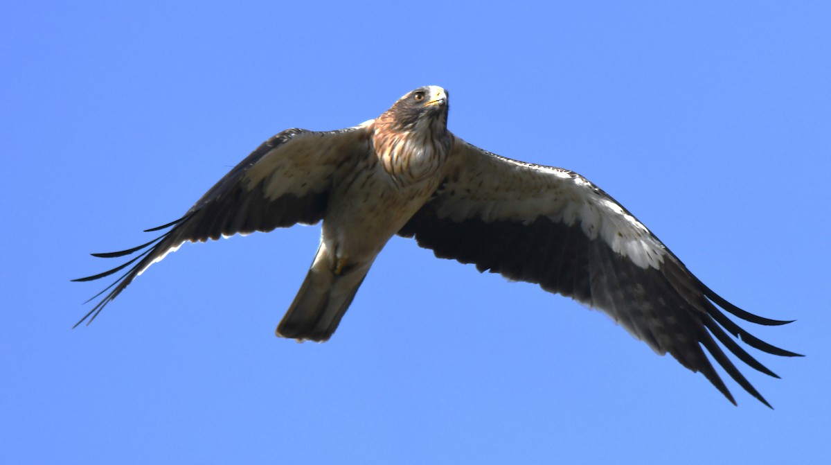 Booted Eagle - ML645935256