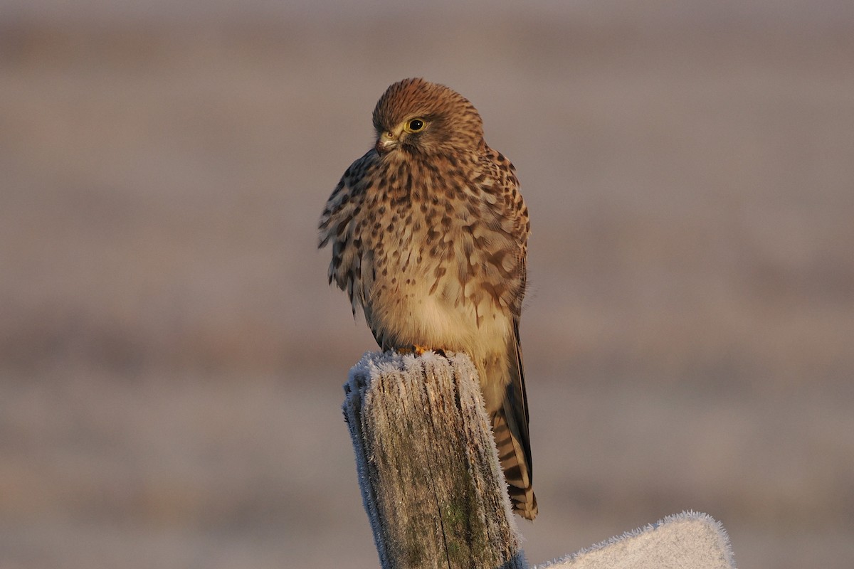 Eurasian Kestrel - ML645935257