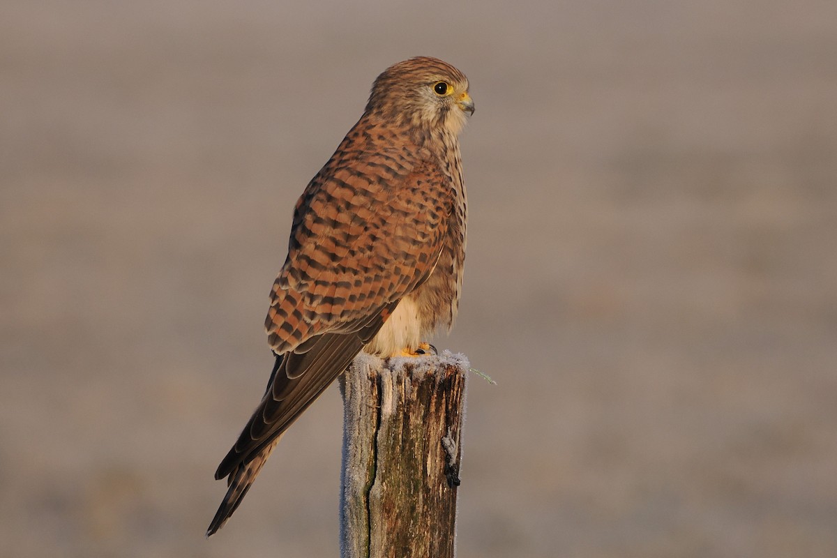 Eurasian Kestrel - ML645935258