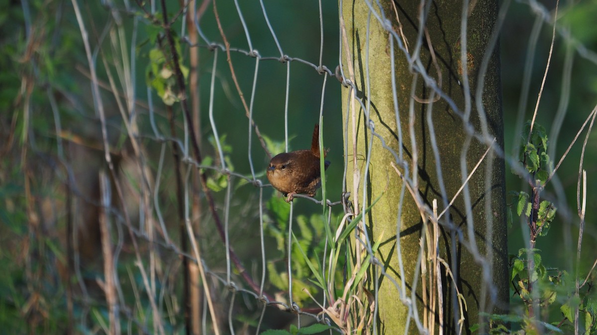 Eurasian Wren - ML645935259