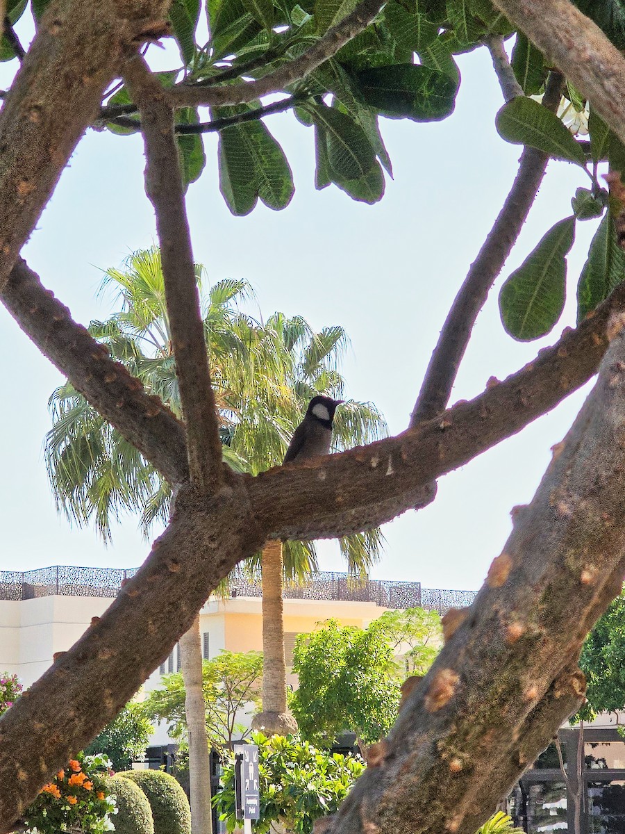 White-eared Bulbul - ML645935260