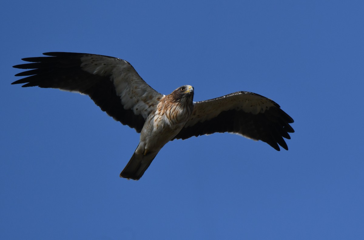 Booted Eagle - ML645935261