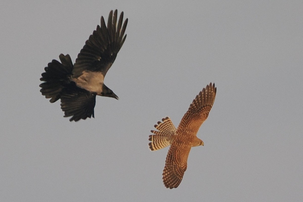 Eurasian Kestrel - ML645935262