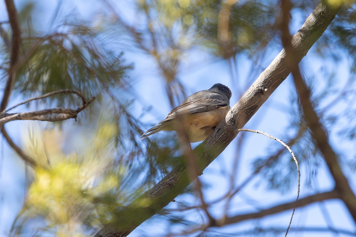 Rufous Whistler - ML645935263