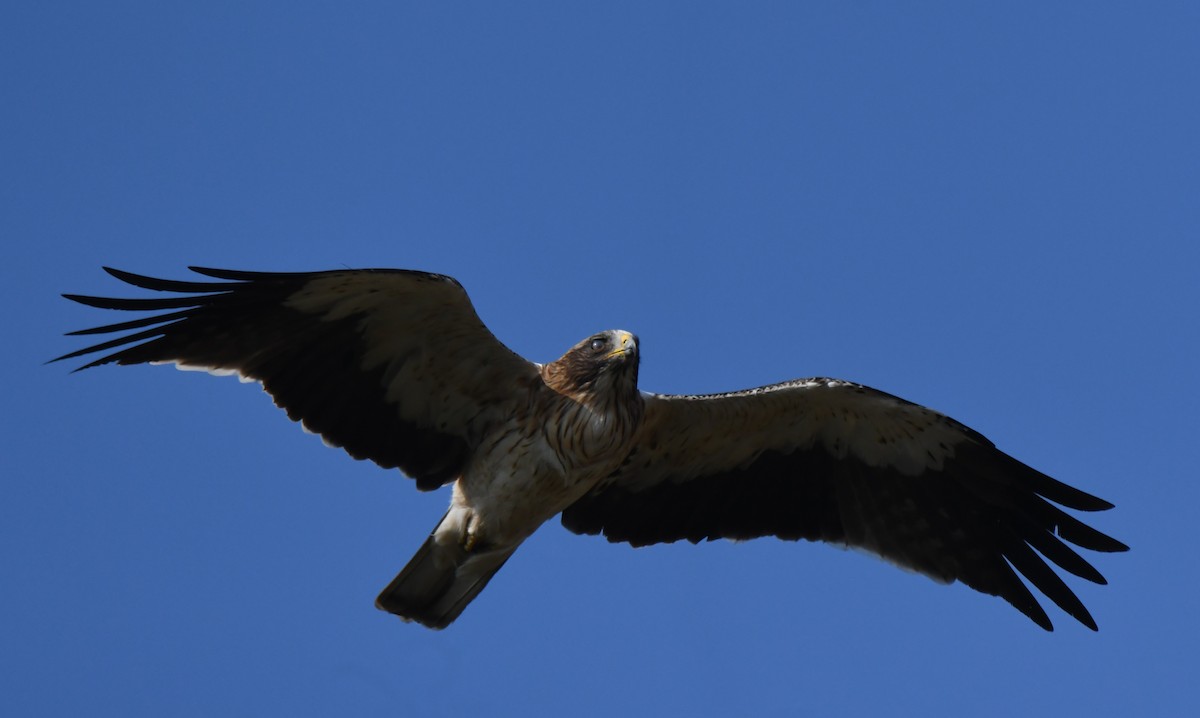 Booted Eagle - ML645935264