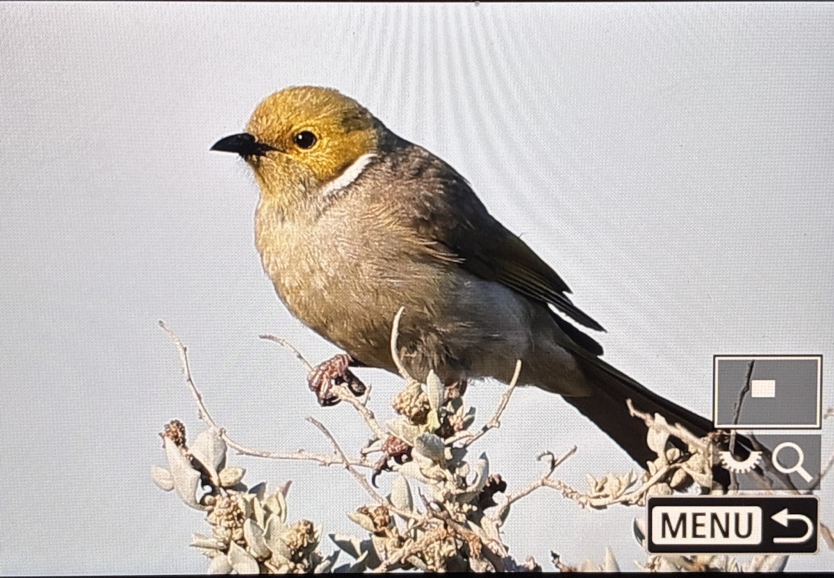 White-plumed Honeyeater - ML645935265