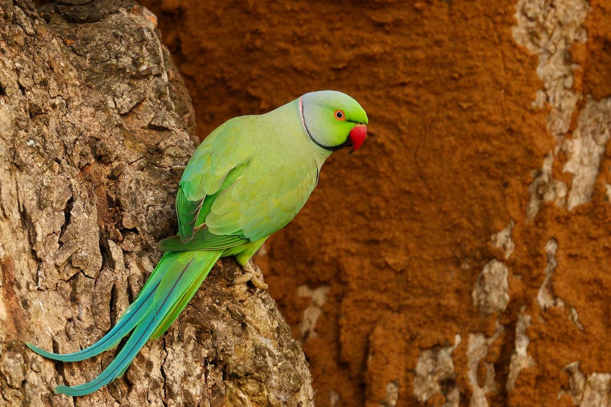 Western Marsh Harrier - ML645935267