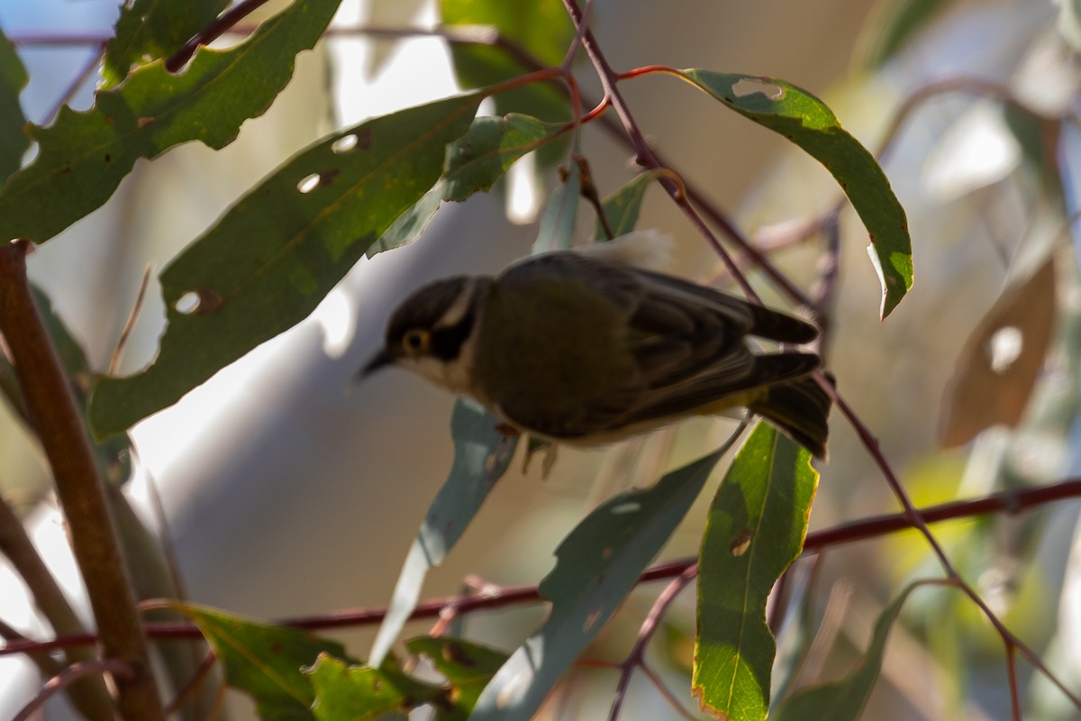 Brown-headed Honeyeater - ML645935268