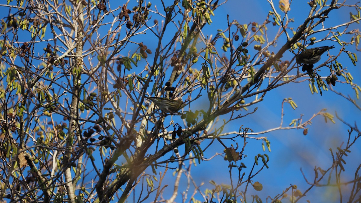 Eurasian Siskin - ML645935269