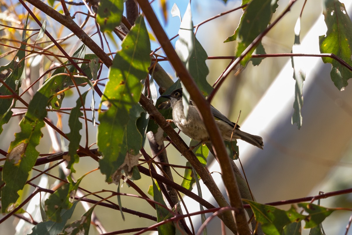 Brown-headed Honeyeater - ML645935270