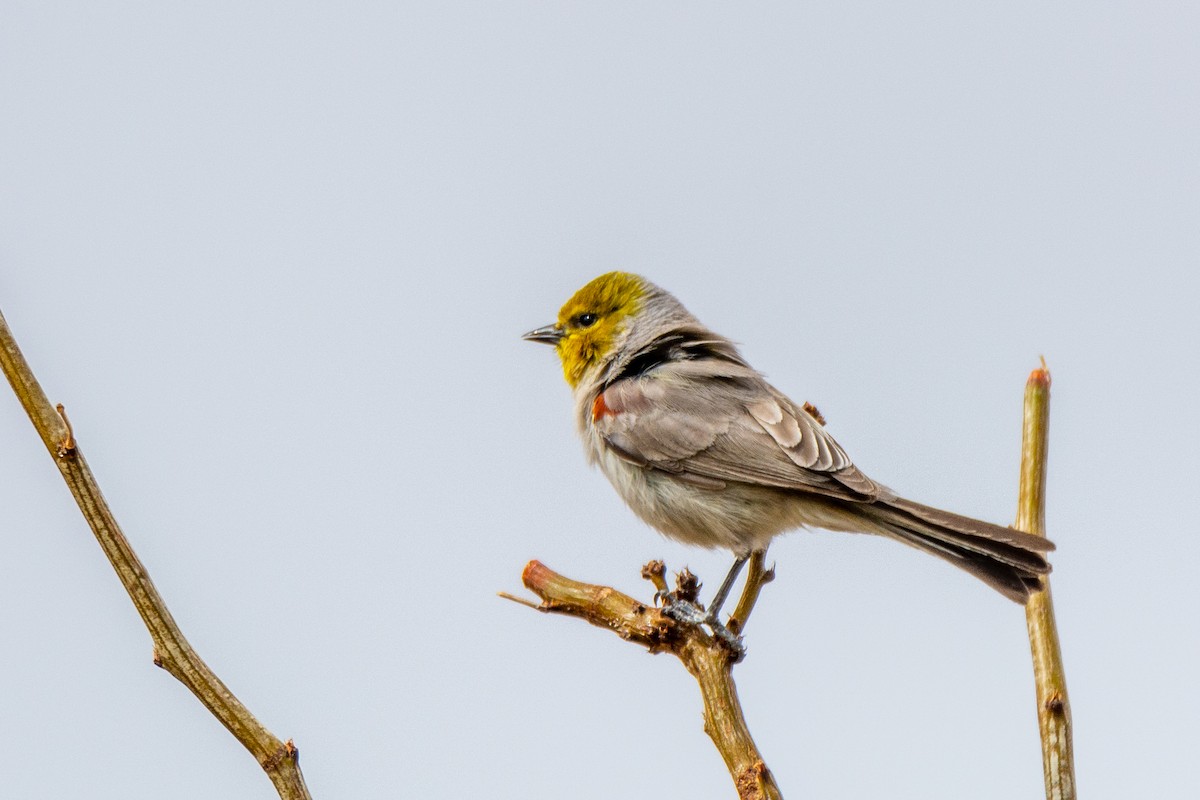 Verdin - ML645935271
