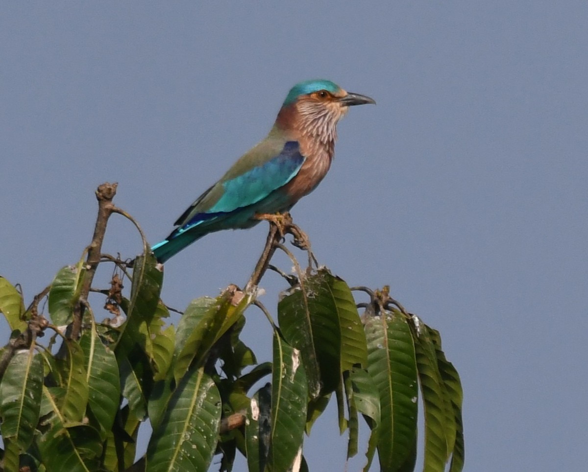Indian Roller - ML645935272