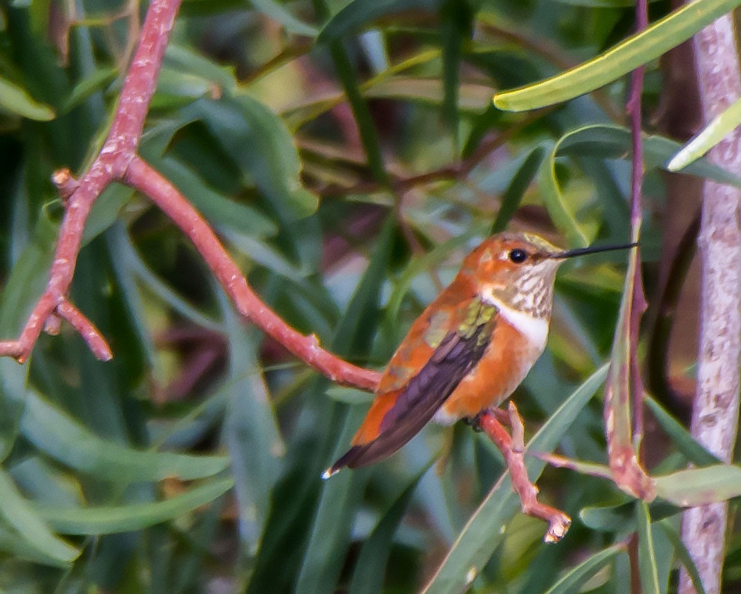 Rufous Hummingbird - ML645935273