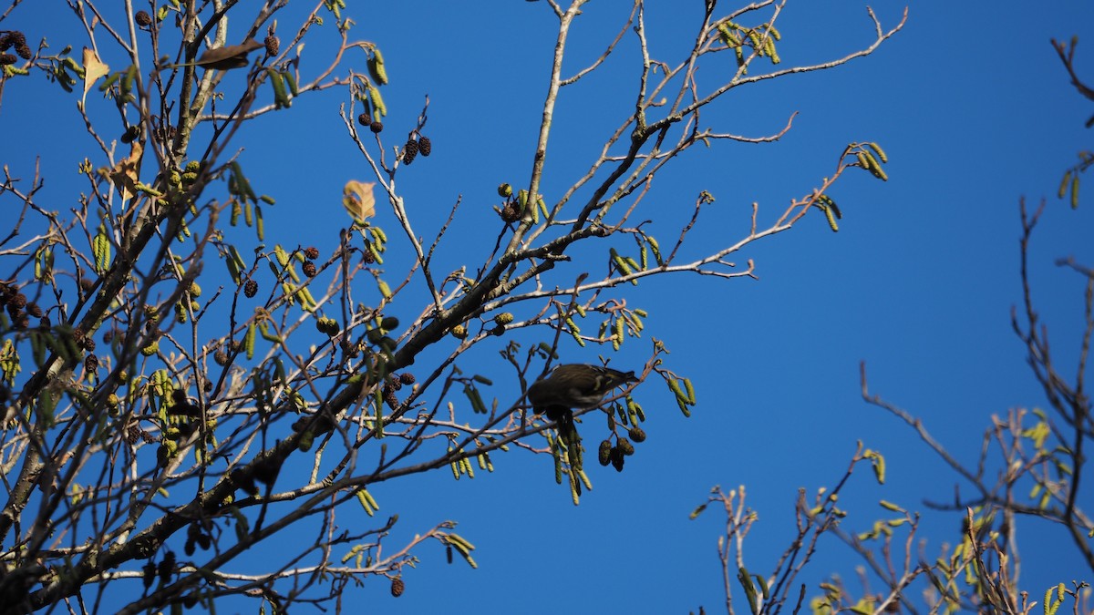 Eurasian Siskin - ML645935274